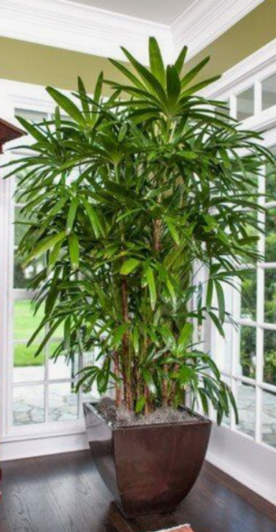 5 plantas seguras para transformar apartamentos pet-friendly em ambientes mais saudáveis e acolhedores Palmeira Rafis: a mais Resistente para Sombra - Casa Maria Lúcia