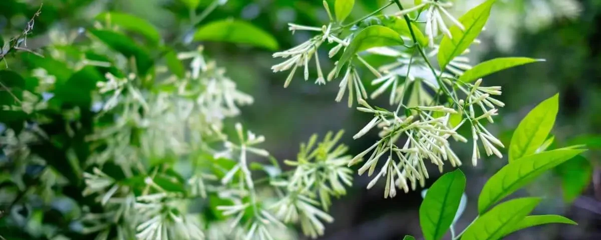 folhas e flores da Cestrum nocturnum ou Dama da noite