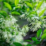 folhas e flores da Cestrum nocturnum ou Dama da noite