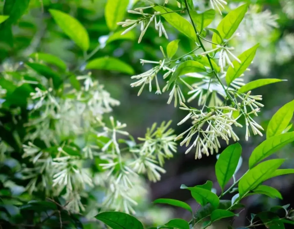 folhas e flores da Cestrum nocturnum ou Dama da noite