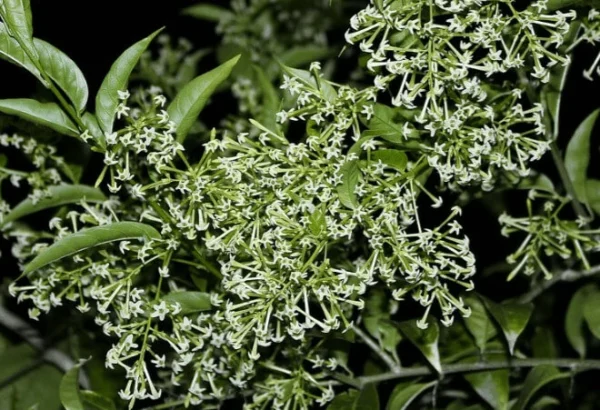 flores brancas Cestrum nocturnum