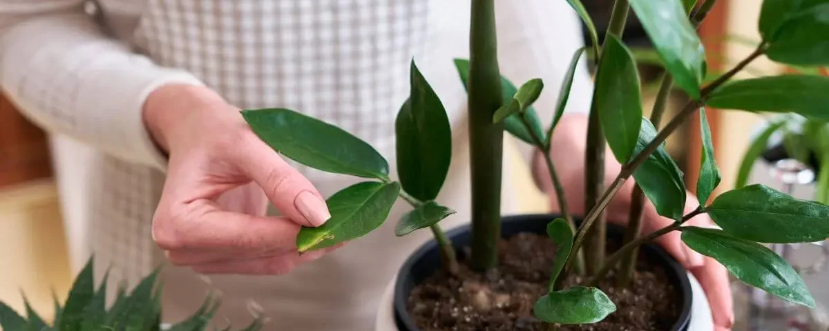 como fazer muda de zamioculca em vaso com as folhas