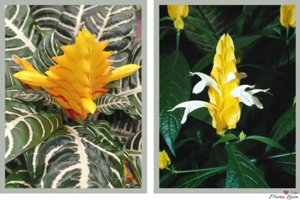 Aphelandra flor amarela