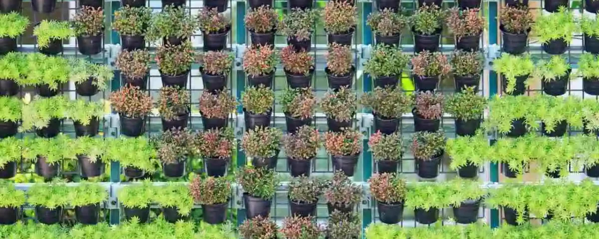tipos de plantas para jardim vertical
