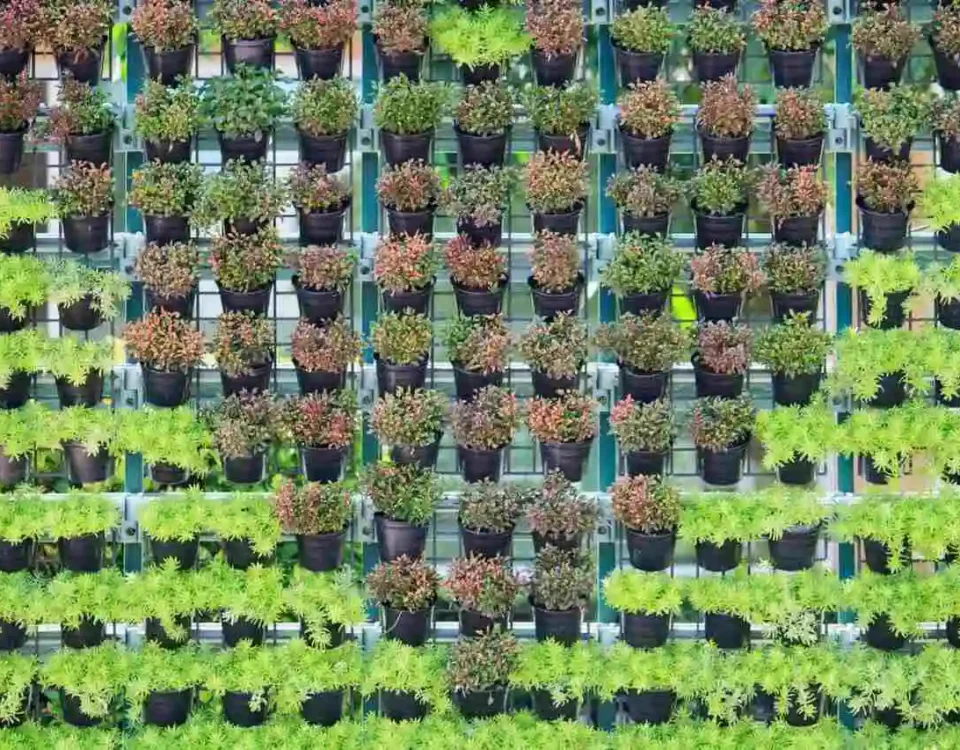 tipos de plantas para jardim vertical