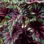 begonia rex vermelha