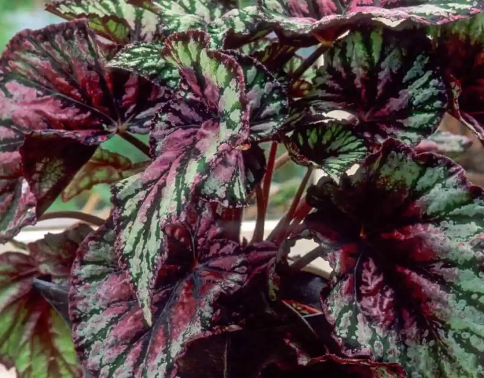 begonia rex vermelha