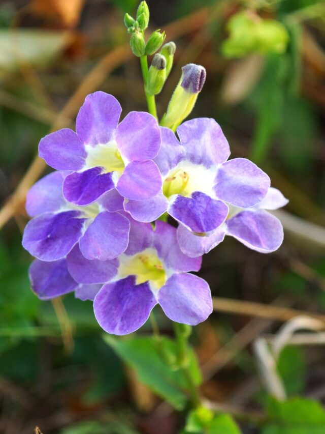 Toque de Praia: 9 Plantas para Criar seu Jardim Tropical Litorâneo