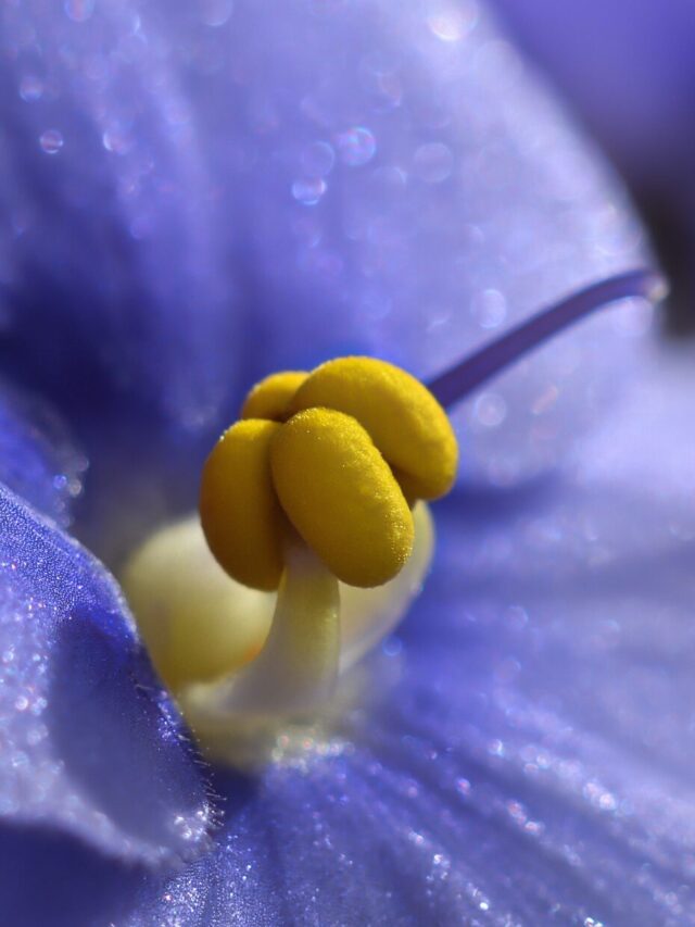 Violeta Descomplicada: Conheça as Dicas