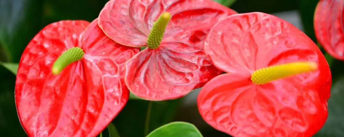 anturio com flores vermelhas