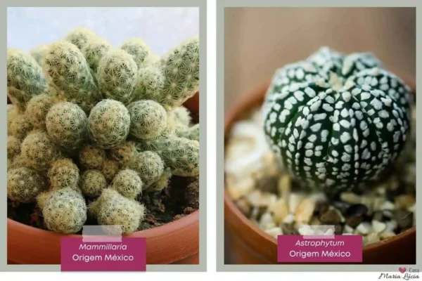 Cacto mammillaria e astrophytum