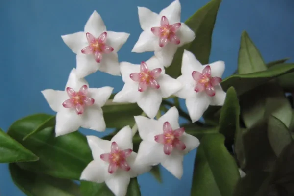 flores brancas Hoya bella