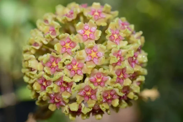 hoya carnosa