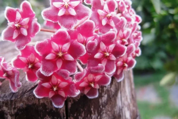 Flores rosadas da Hoya pubicalyx