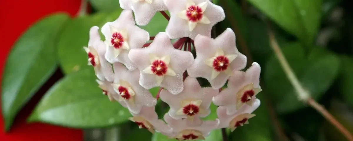 planta flor de cera