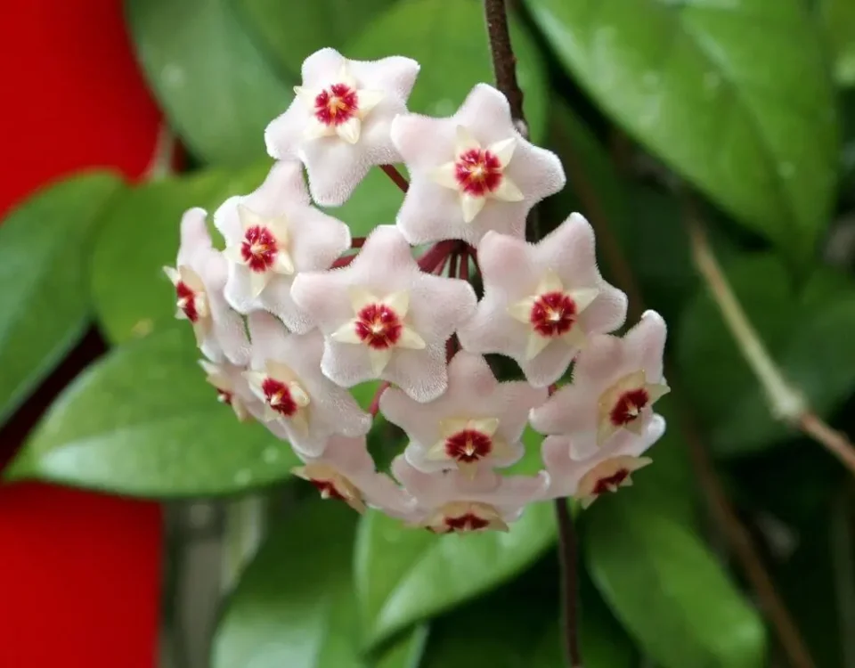 planta flor de cera