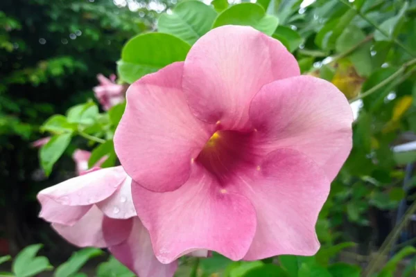 flores rosas da Allamanda blanquetii