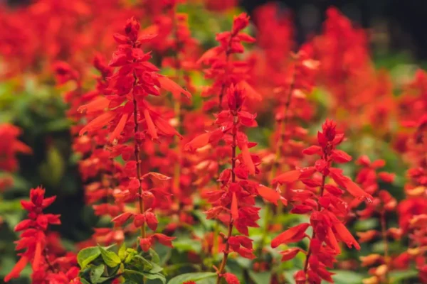 flores vermelhas da salvia