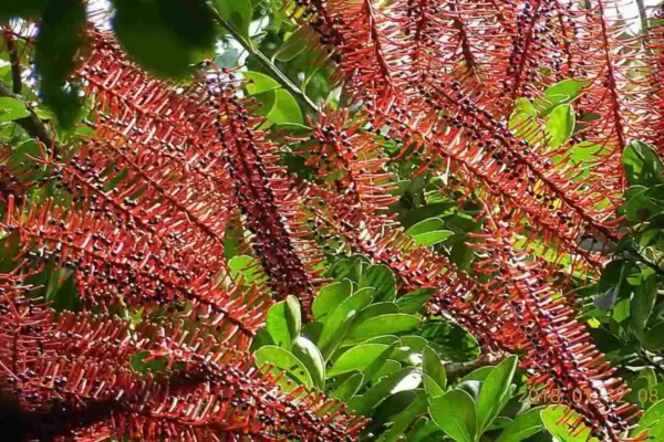 flores em antenas ao longo de espiga de hastes