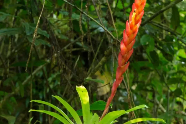 flor longa vermelha