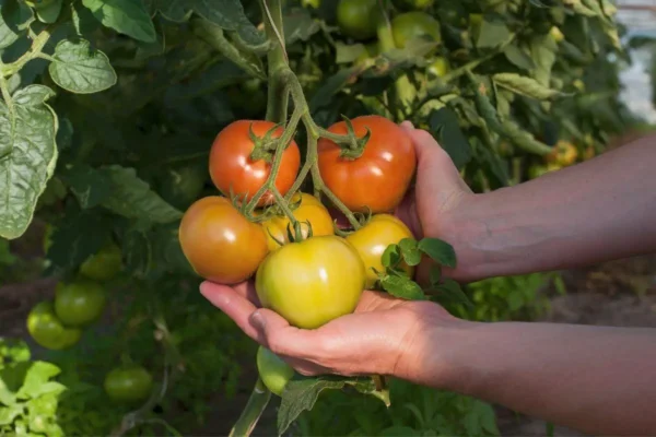 mãos segurando tomates em horta