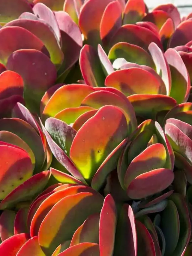 Suculenta Orelha-de-Elefante: Beleza de Folhas Avermelhadas