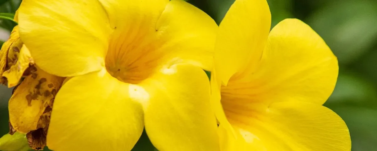 Alamanda amarela flores brasileiras
