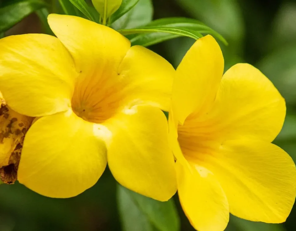 Alamanda amarela flores brasileiras