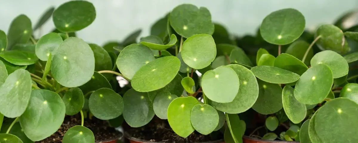 pilea peperomioides en vasos de plástico marrons