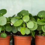 pilea peperomioides en vasos de plástico marrons