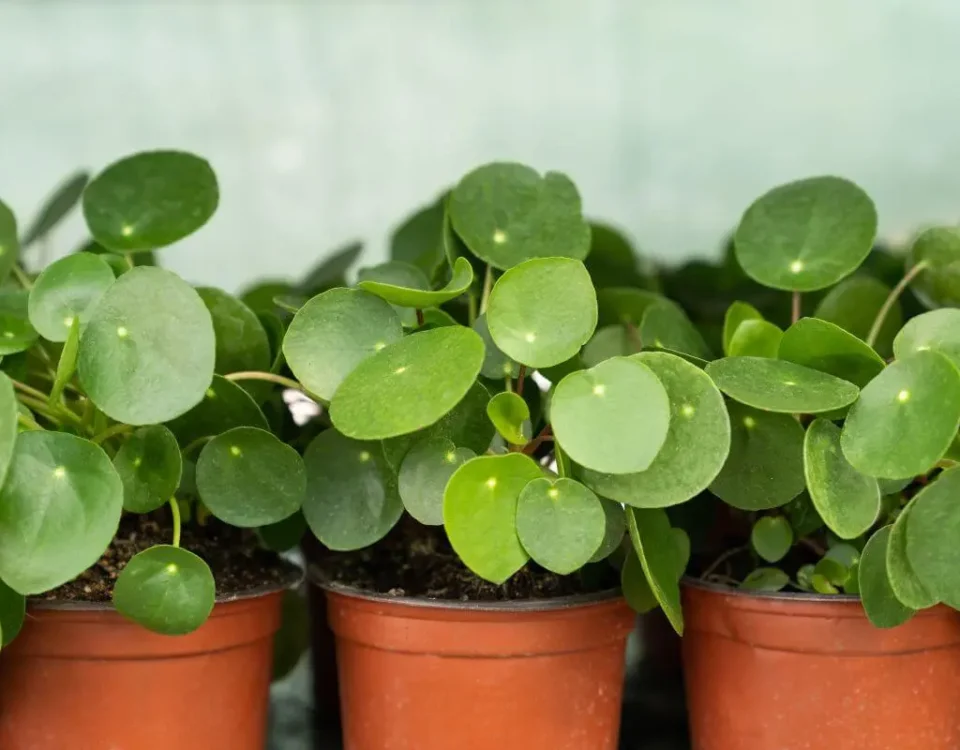 pilea peperomioides en vasos de plástico marrons