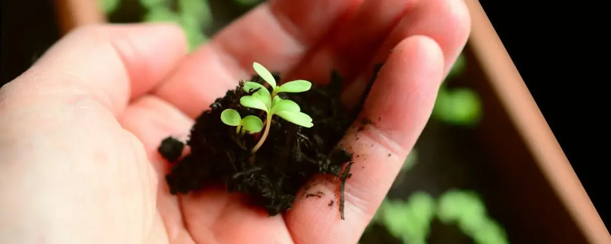 plantando tomates e cebolas mão segurando muda