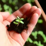 plantando tomates e cebolas mão segurando muda