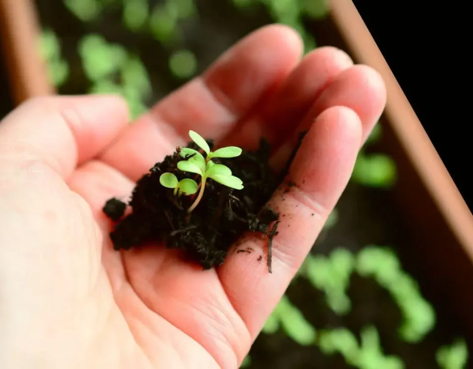 plantando tomates e cebolas mão segurando muda