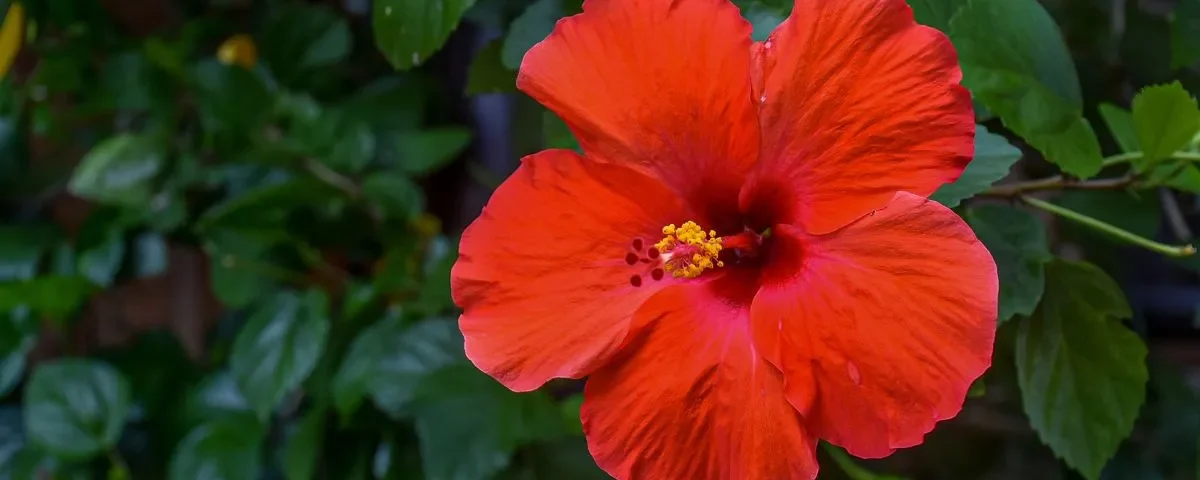 Hibiscus rosa-sinensis de cor vermelha