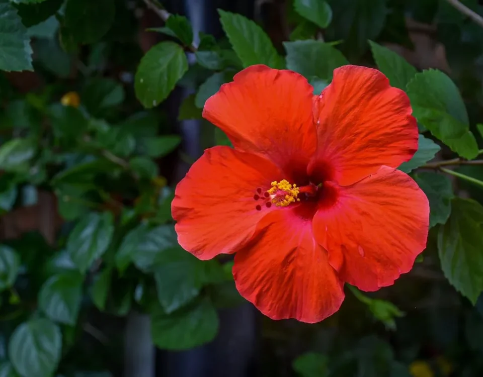 Hibiscus rosa-sinensis de cor vermelha