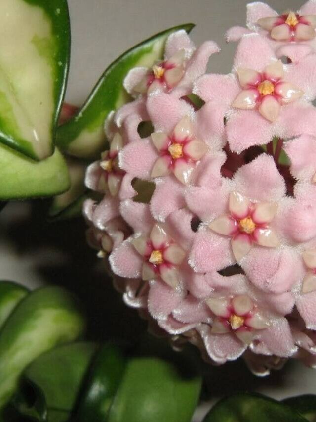 Flor-de-Cera-Compacta: Delicada, Suculenta e Pendente