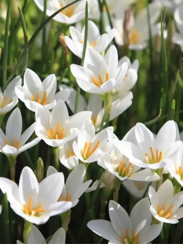 Descubra o Significado Inspirador do Lírio-do-Vento