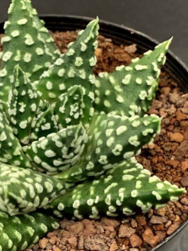 Planta Pérola, a Suculenta que Faltava na sua Coleção