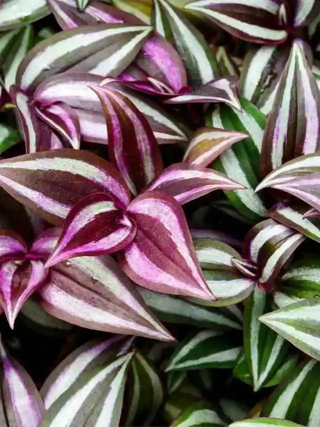 Plantas de Sombra Coloridas para Seu Jardim