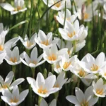lírio do vento flores brancas