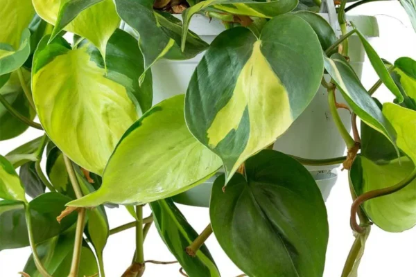 philodendron-brasil