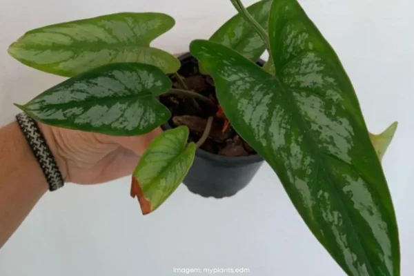 philodendron-brevispathum