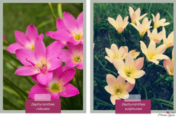 flores rosas à esquerda e flores amarelas à direita