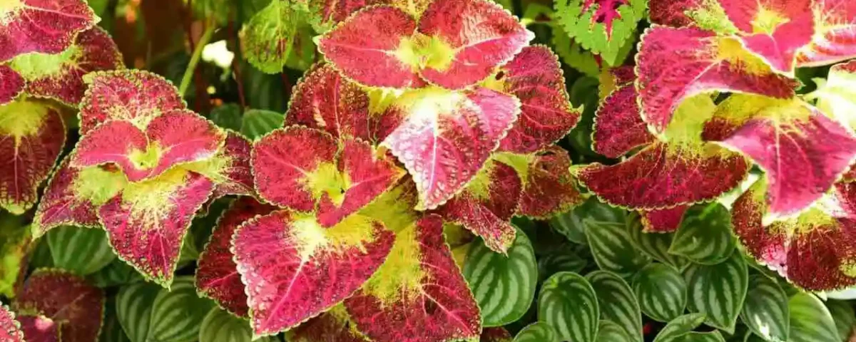 coleus folhas vermelhas