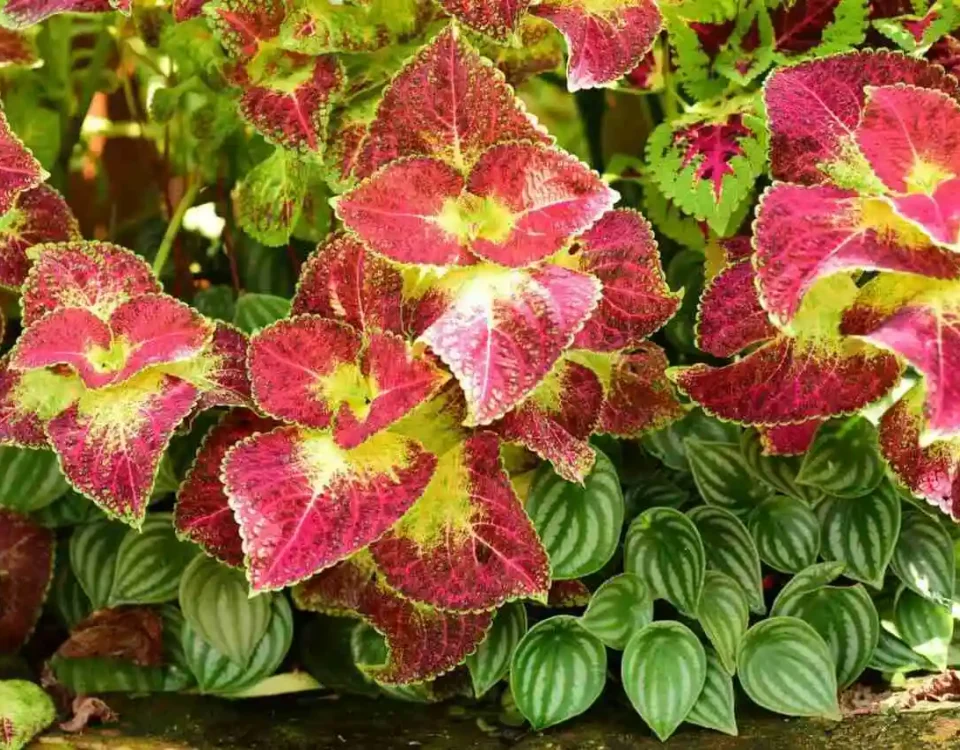 coleus folhas vermelhas