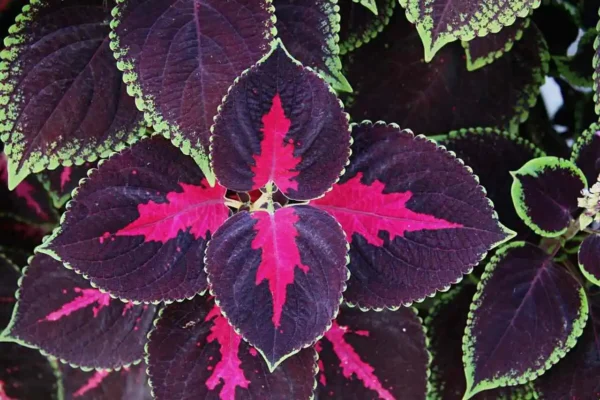 coleus coração magoado roxo e rosa