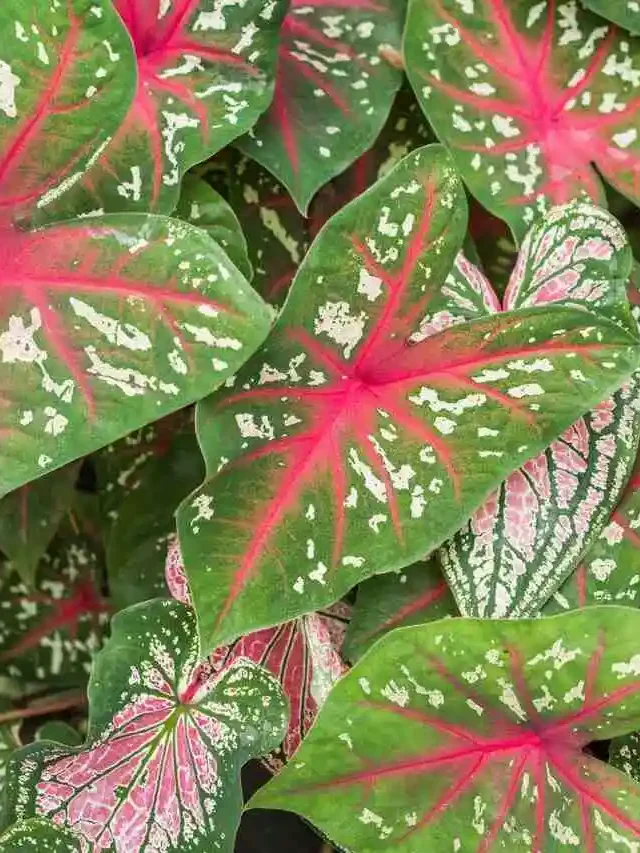 Cores Vibrantes na Sombra: O Segredo do Caladium Bicolor