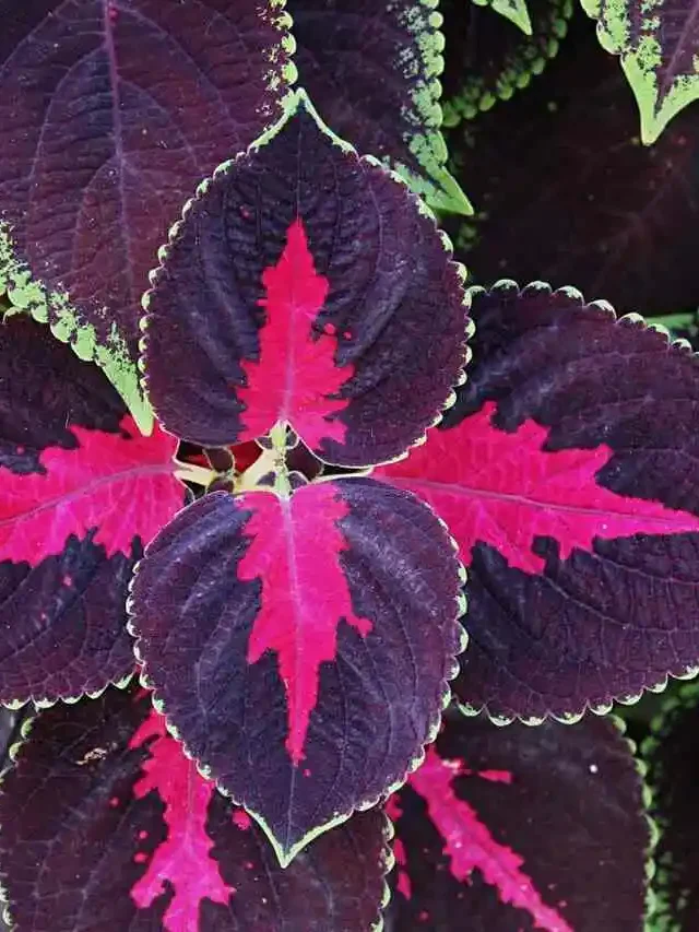 Cóleus: a Coloridíssima Planta Coração Magoado