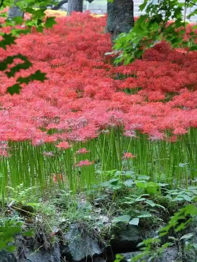 Lírio-Aranha-Vermelho: Colorido Fascinante no Seu Jardim